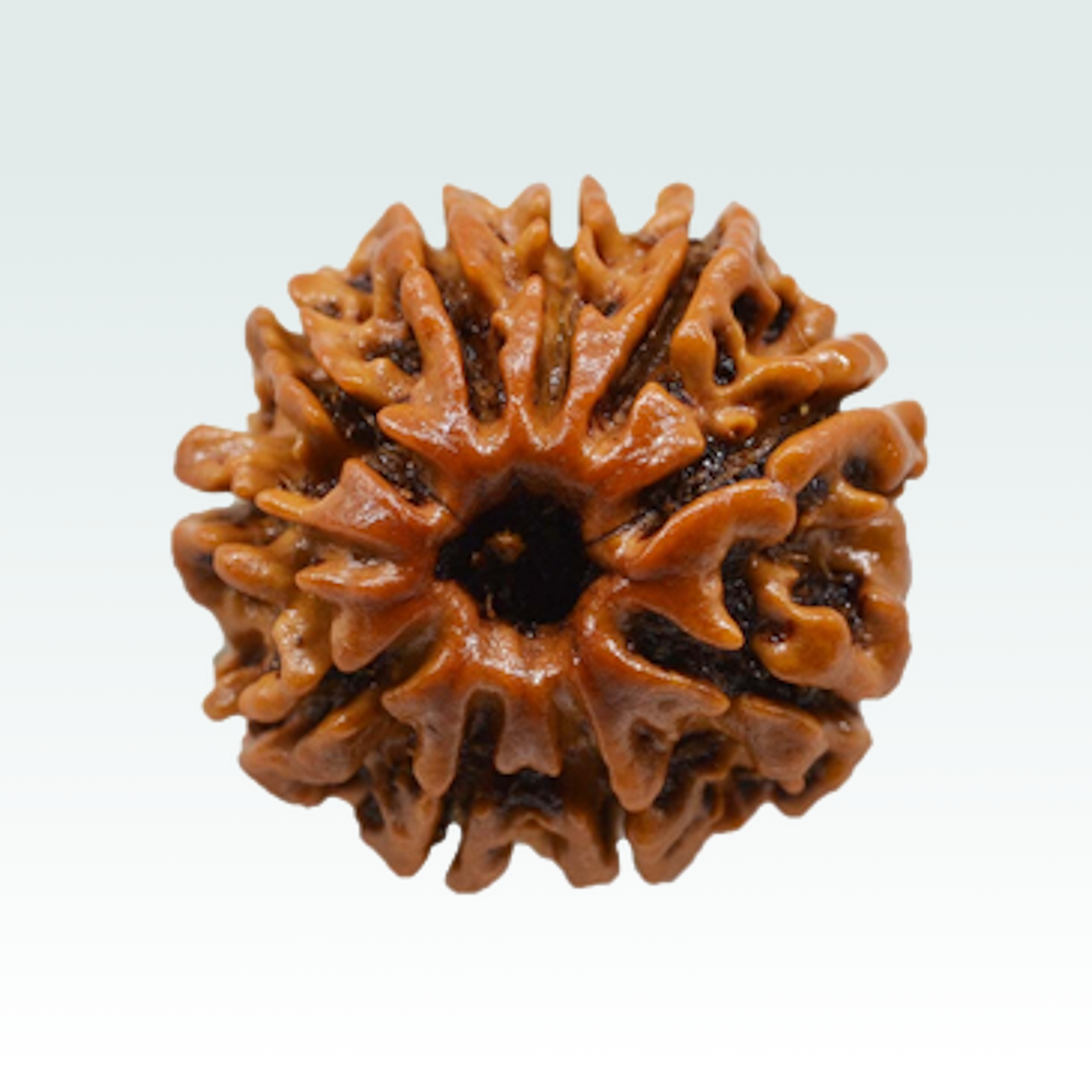 10 Mukhi Rudraksha