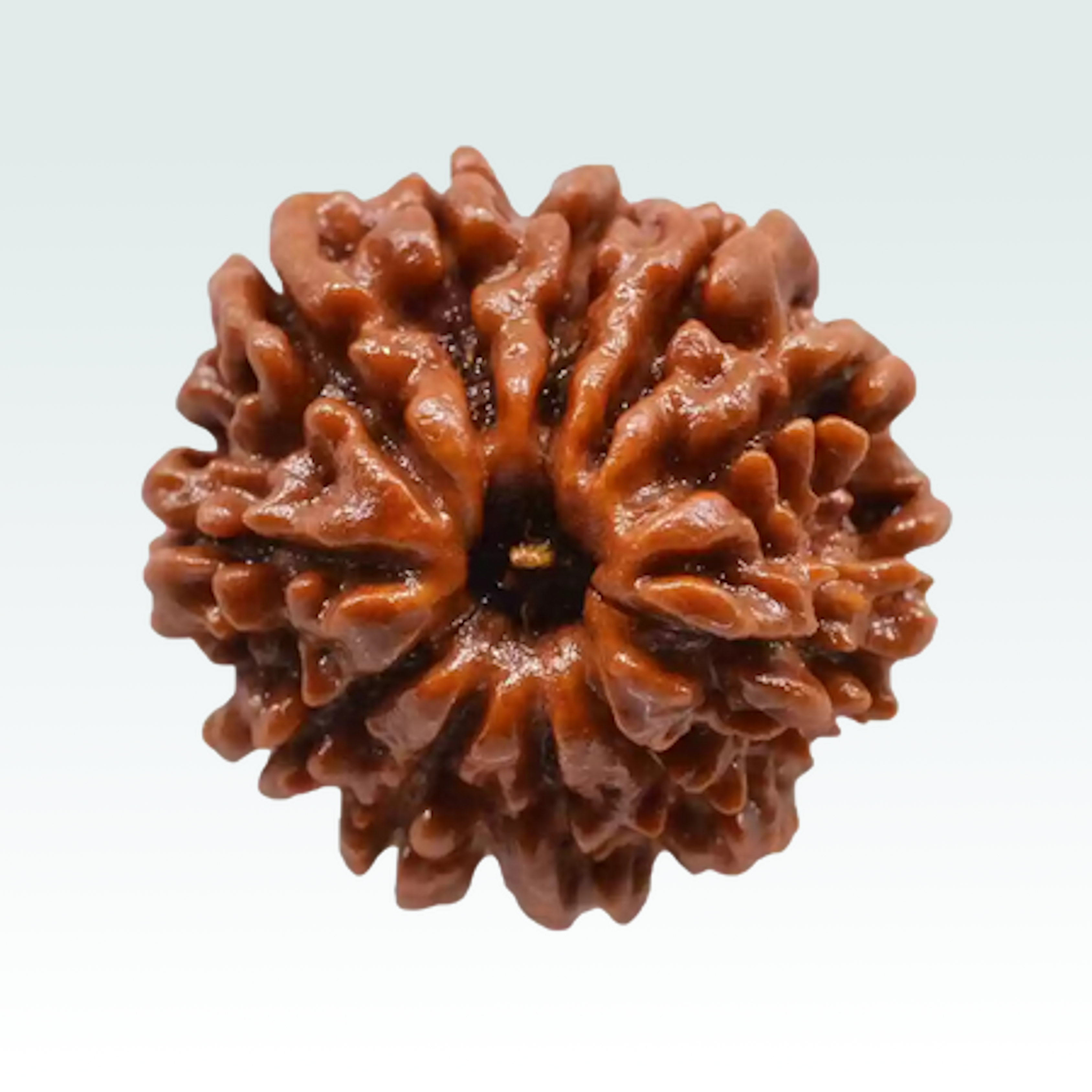 11 Mukhi Rudraksha