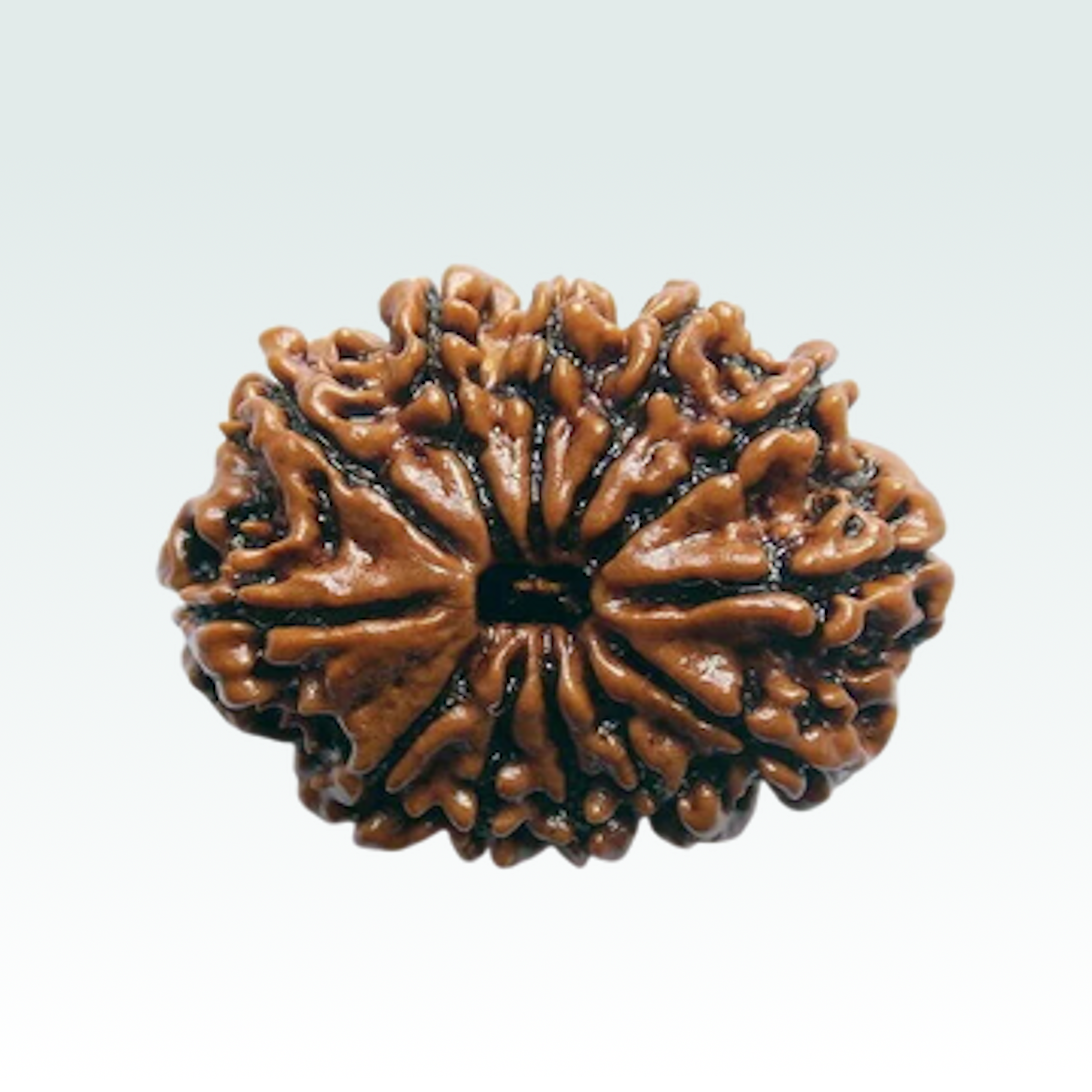 12 Mukhi Rudraksha