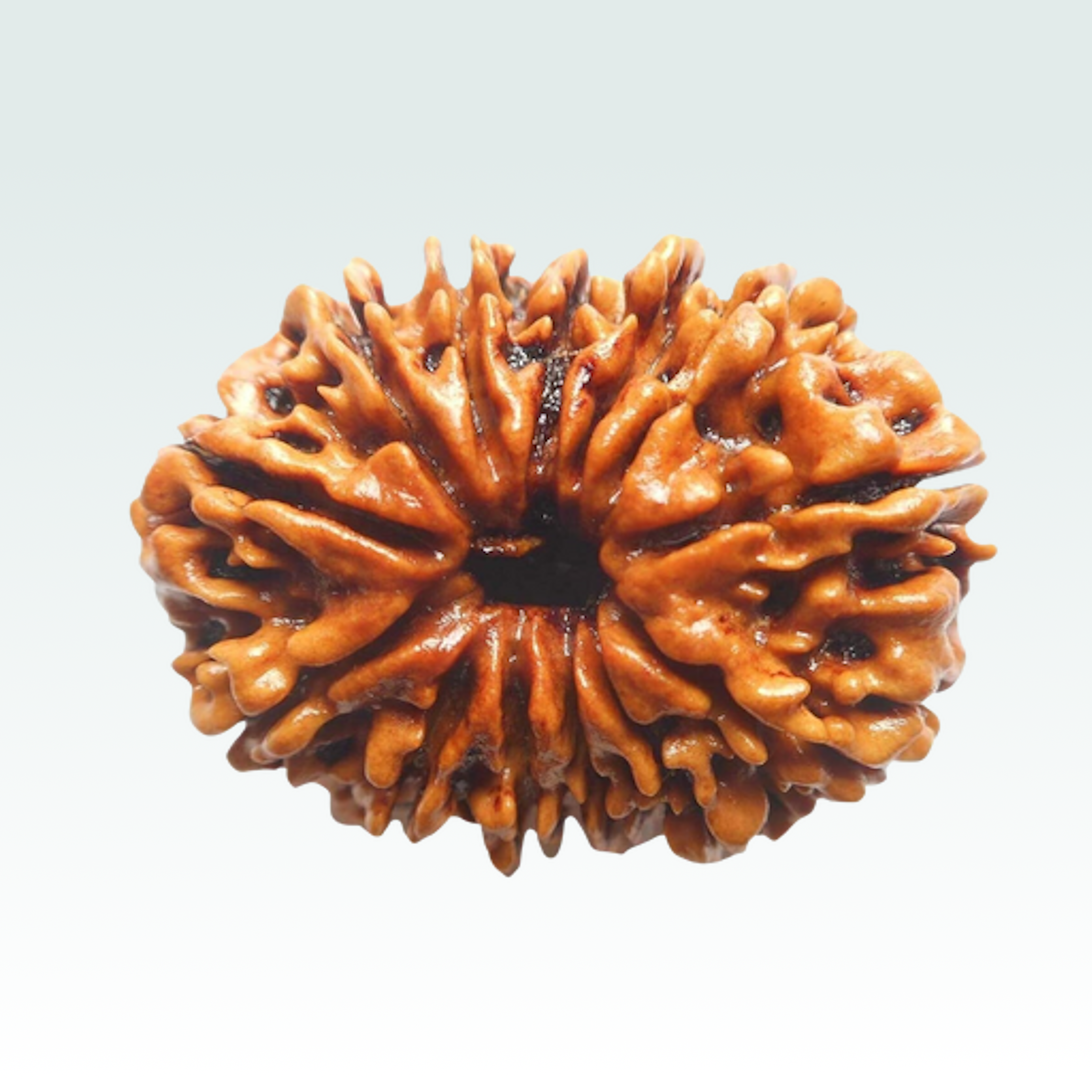 13 Mukhi Rudraksha