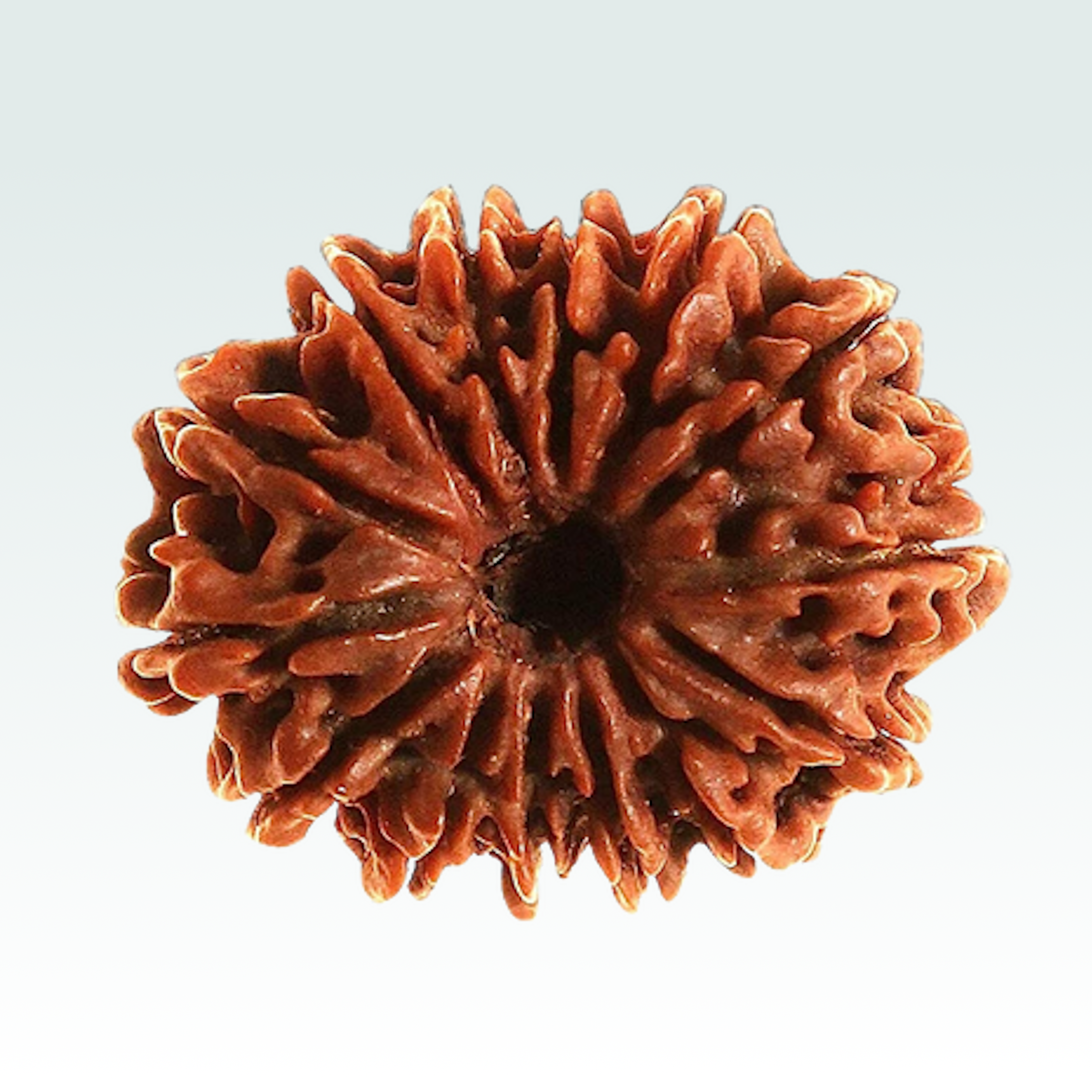 14 Mukhi Rudraksha