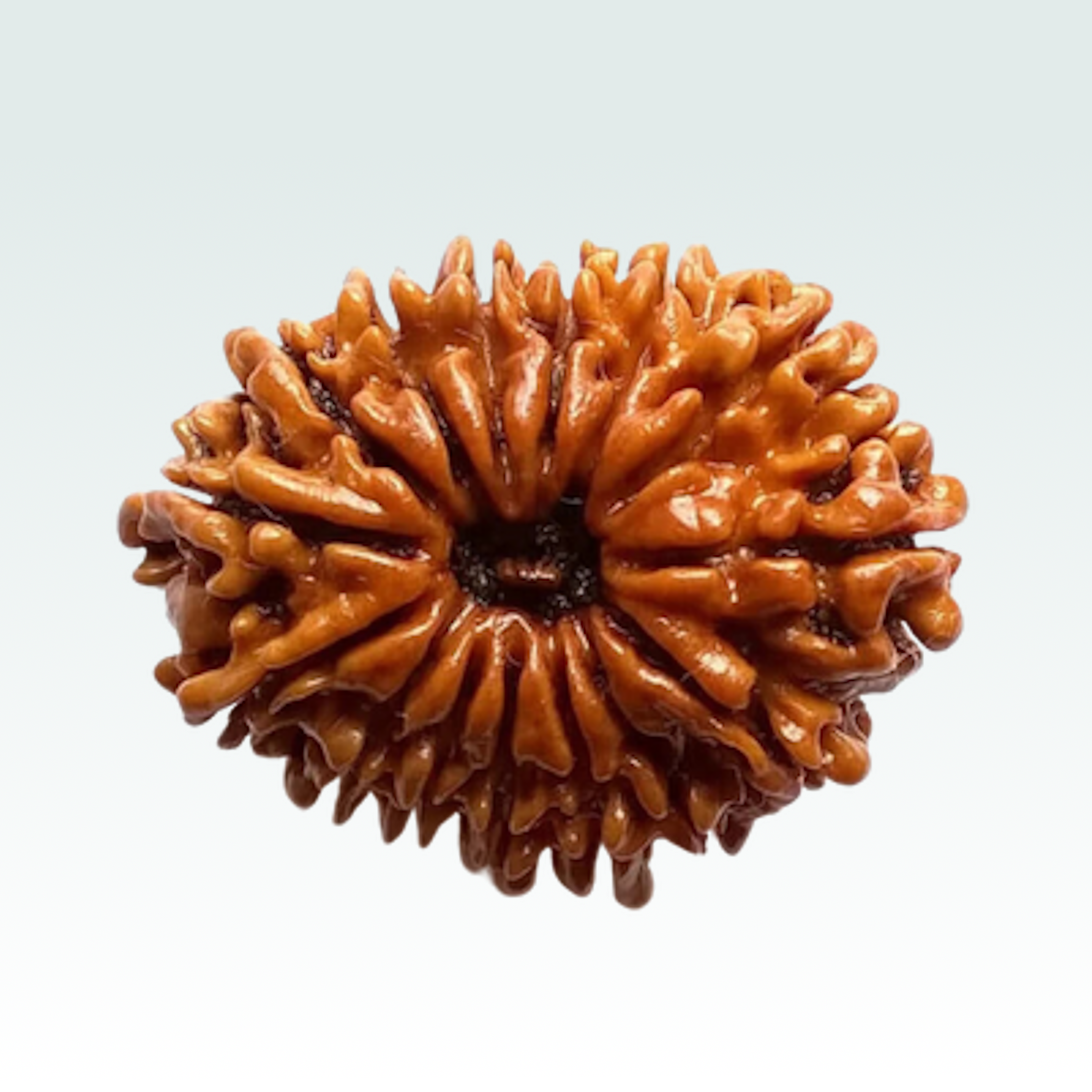 15 Mukhi Rudraksha