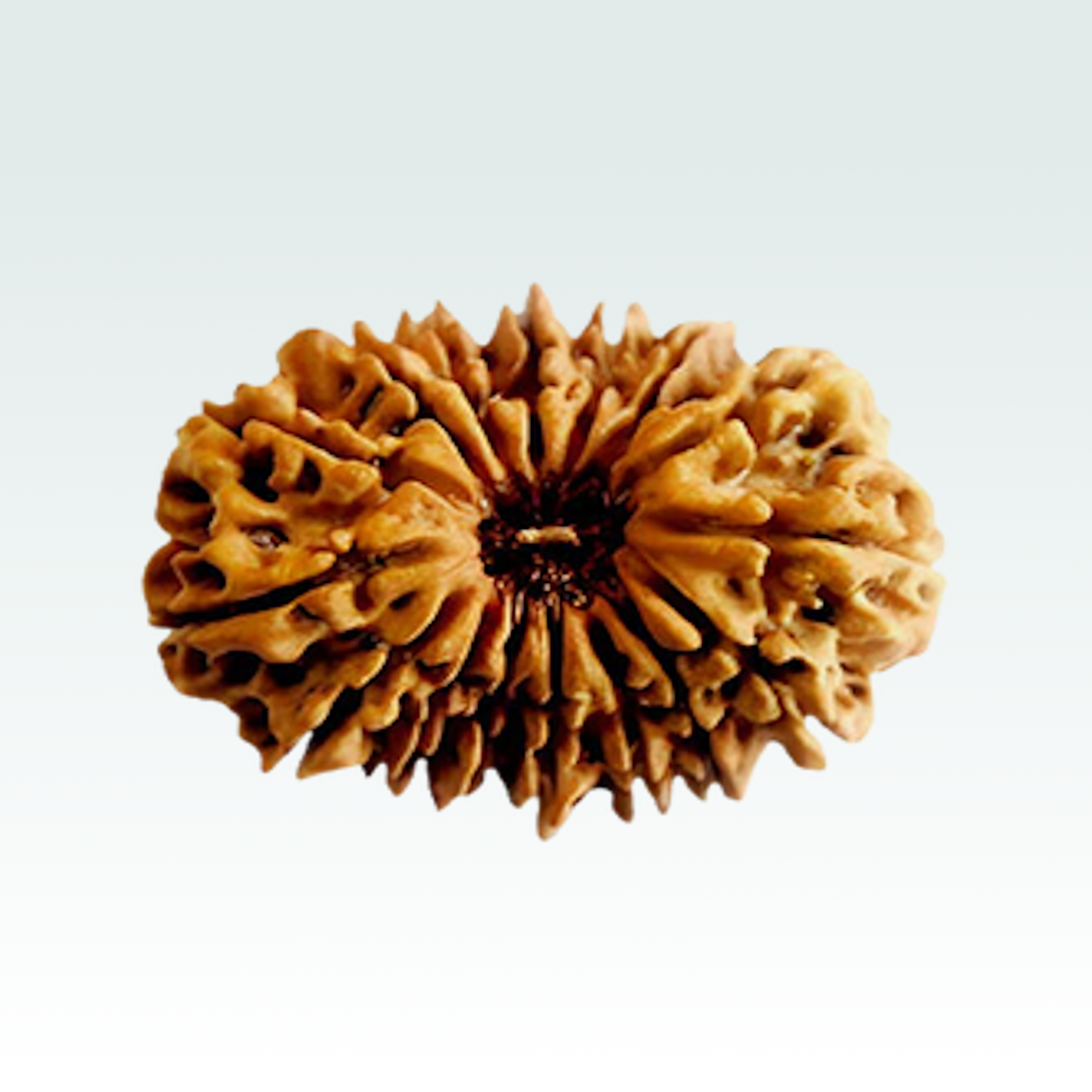 16 Mukhi Rudraksha