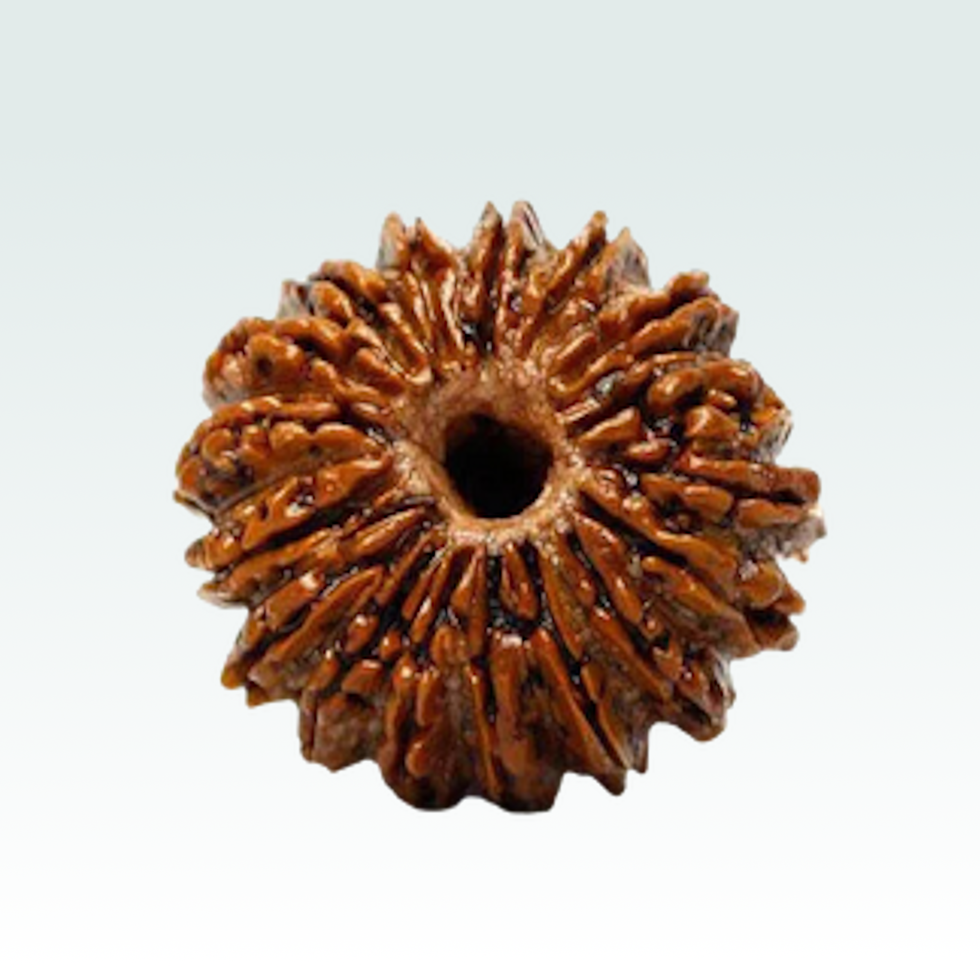 17 Mukhi Rudraksha