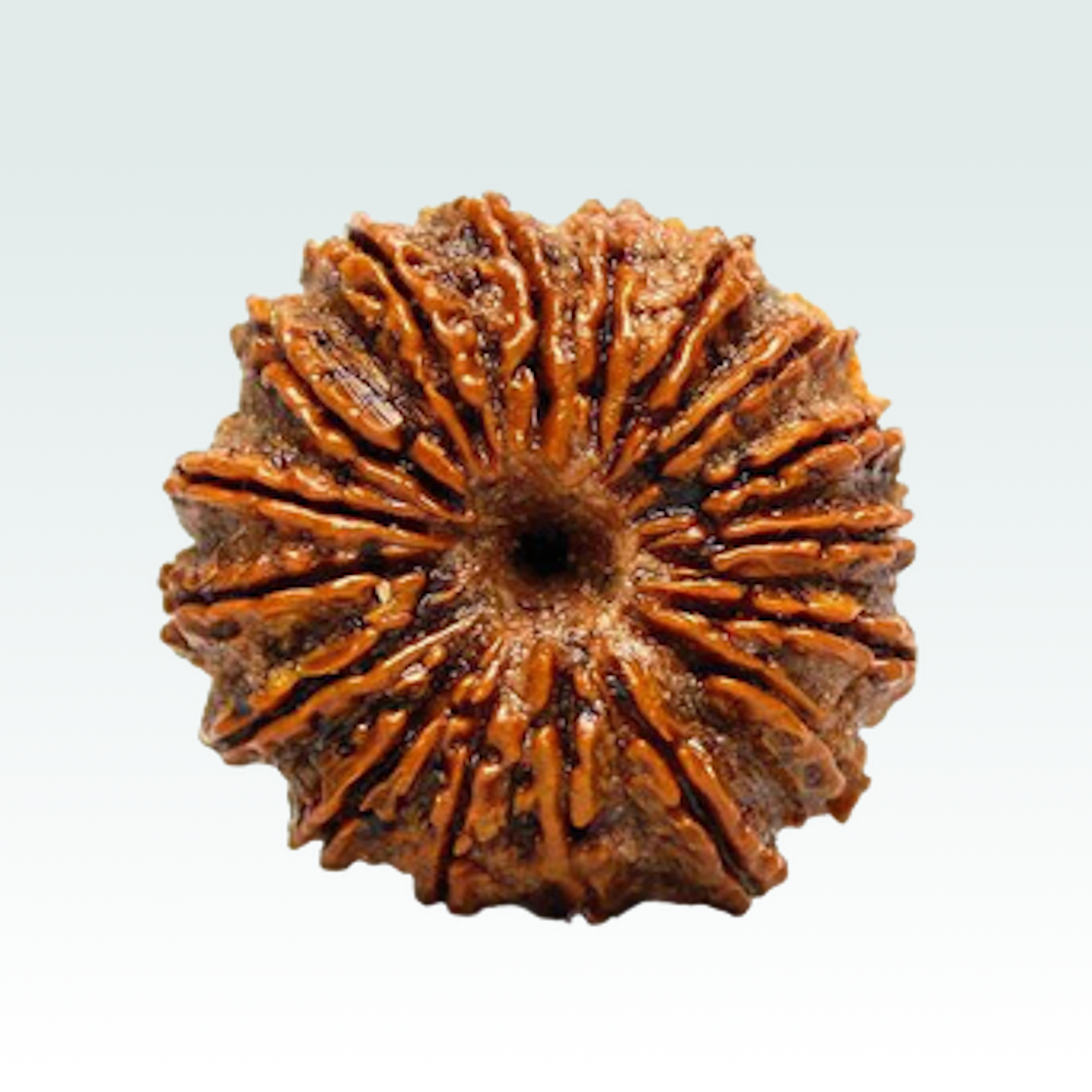 18 Mukhi Rudraksha