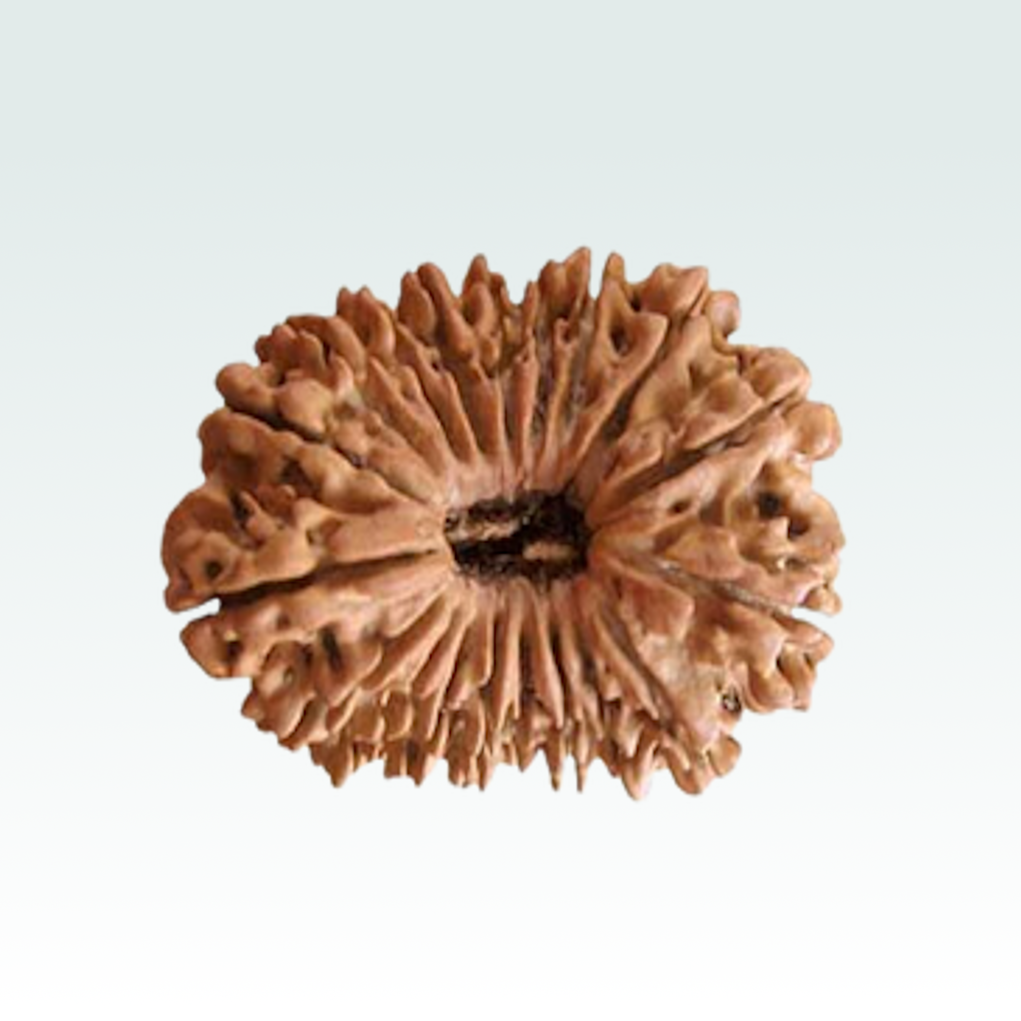19 Mukhi Rudraksha