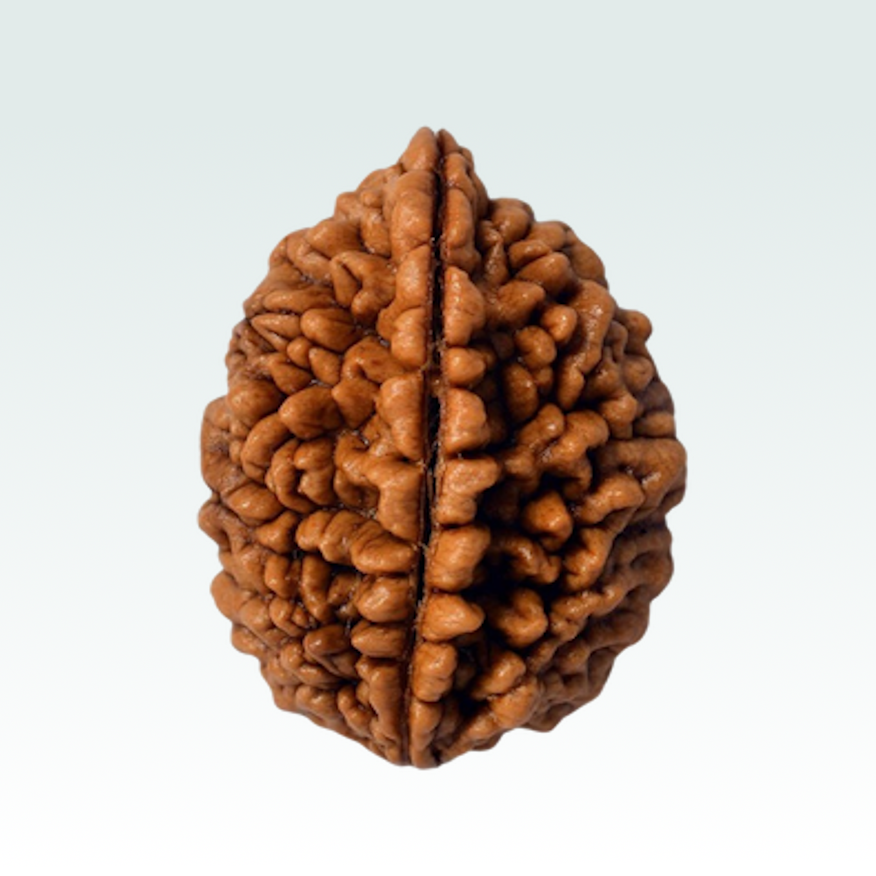 1 Mukhi Rudraksha