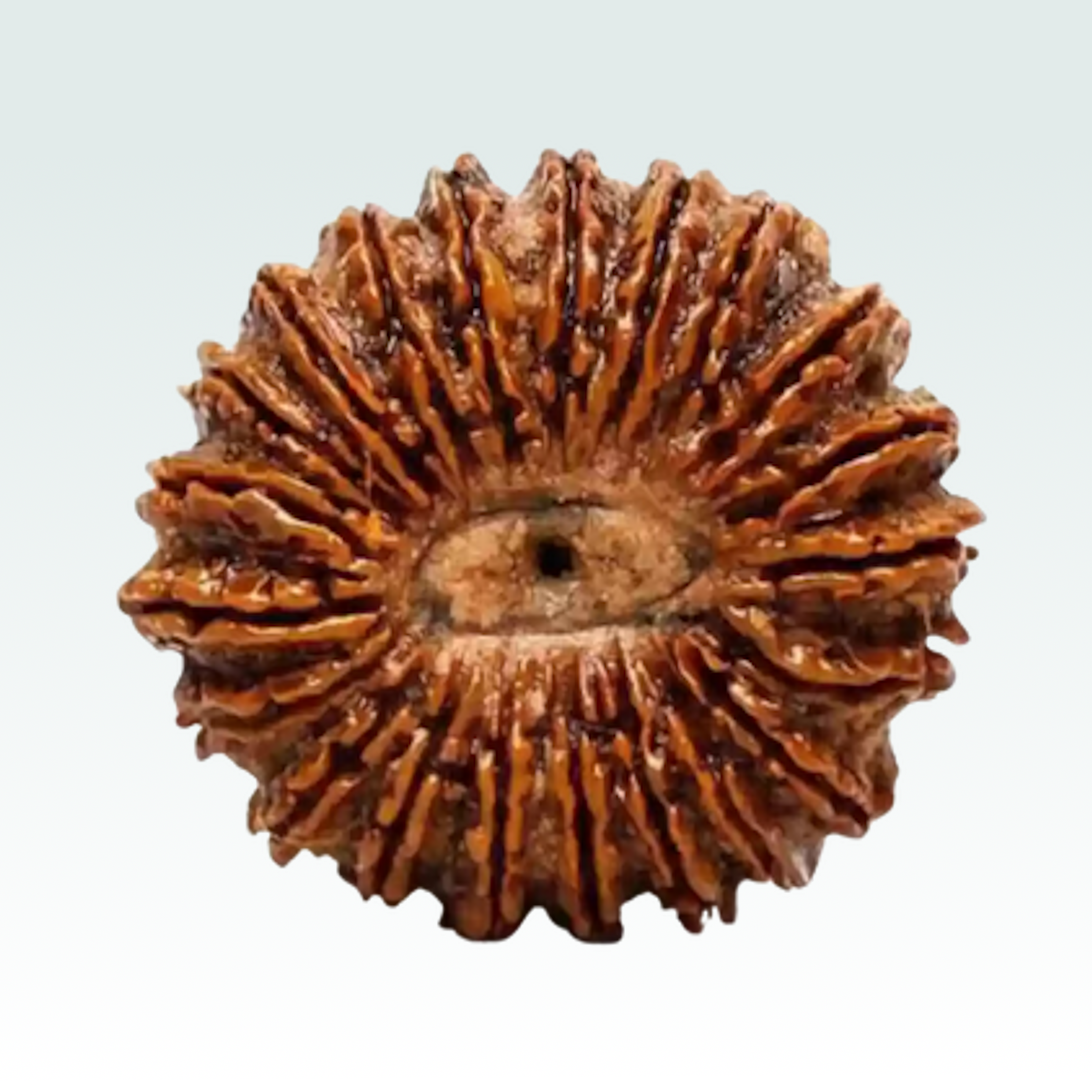 21 Mukhi Rudraksha