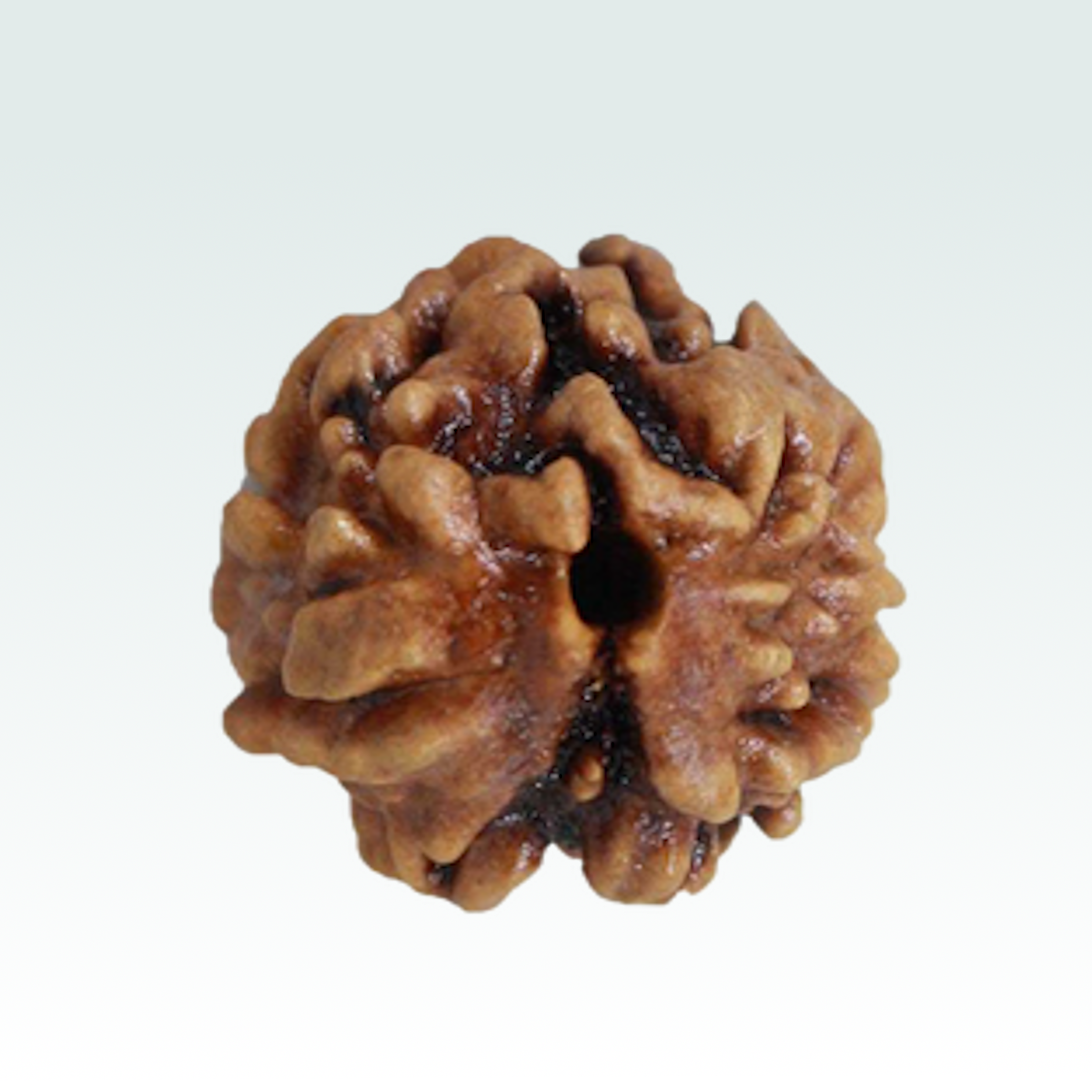 2 Mukhi Rudraksha
