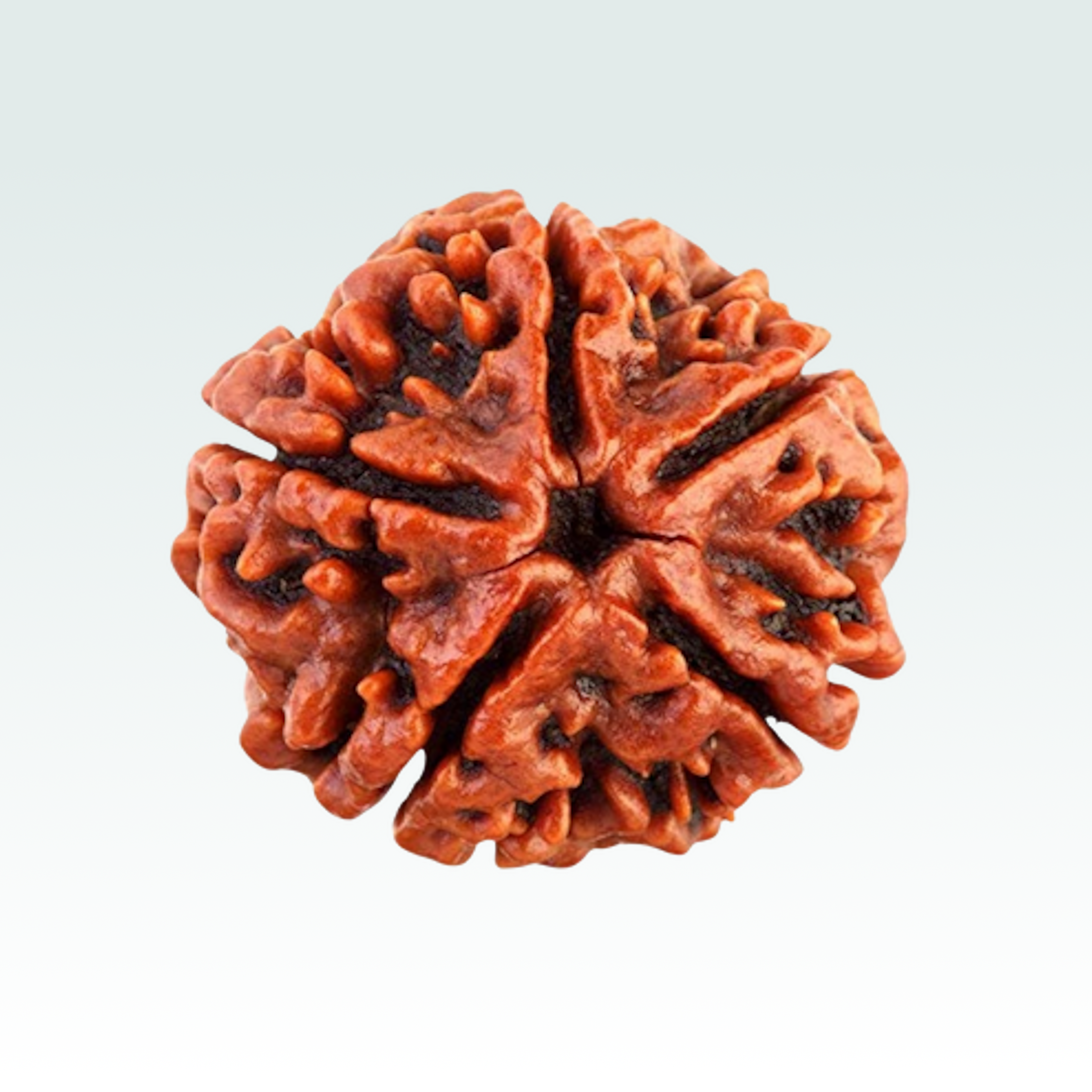 5 Mukhi Rudraksha