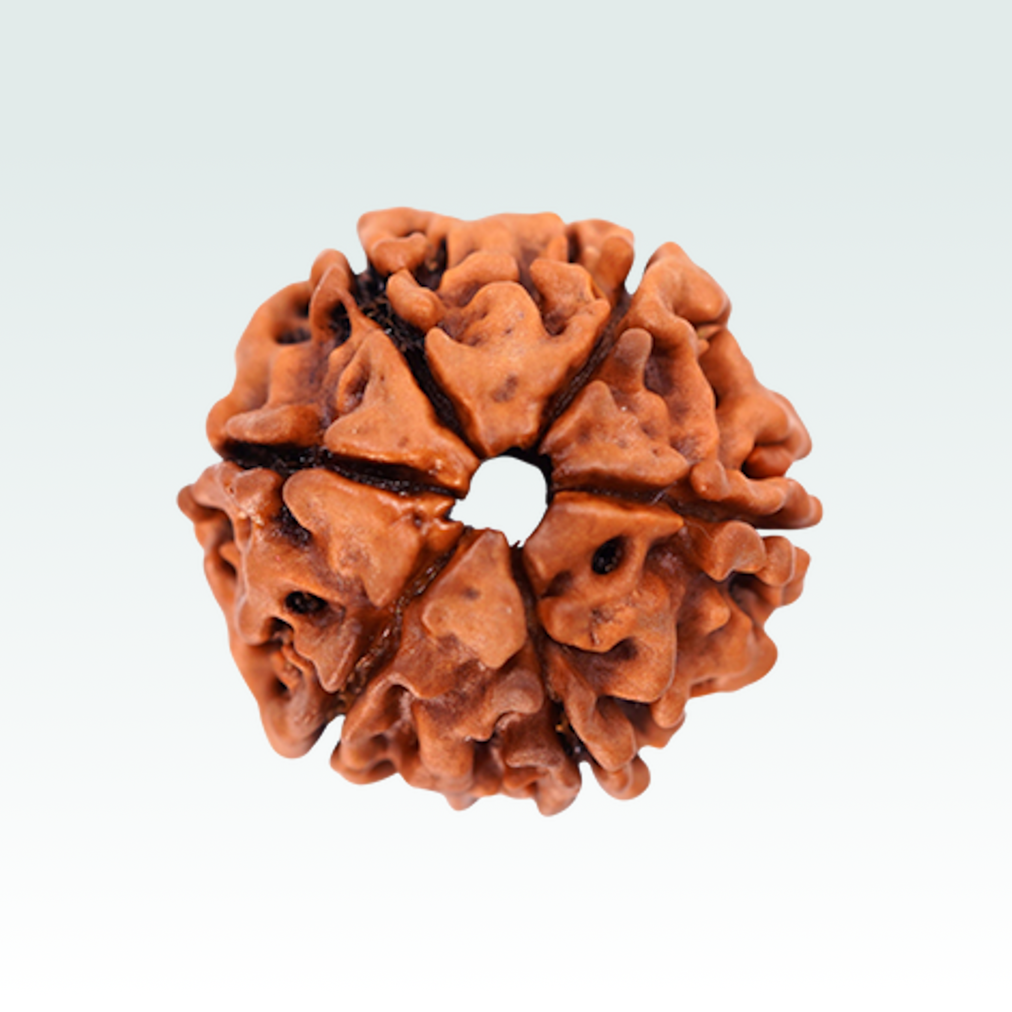 6 Mukhi Rudraksha