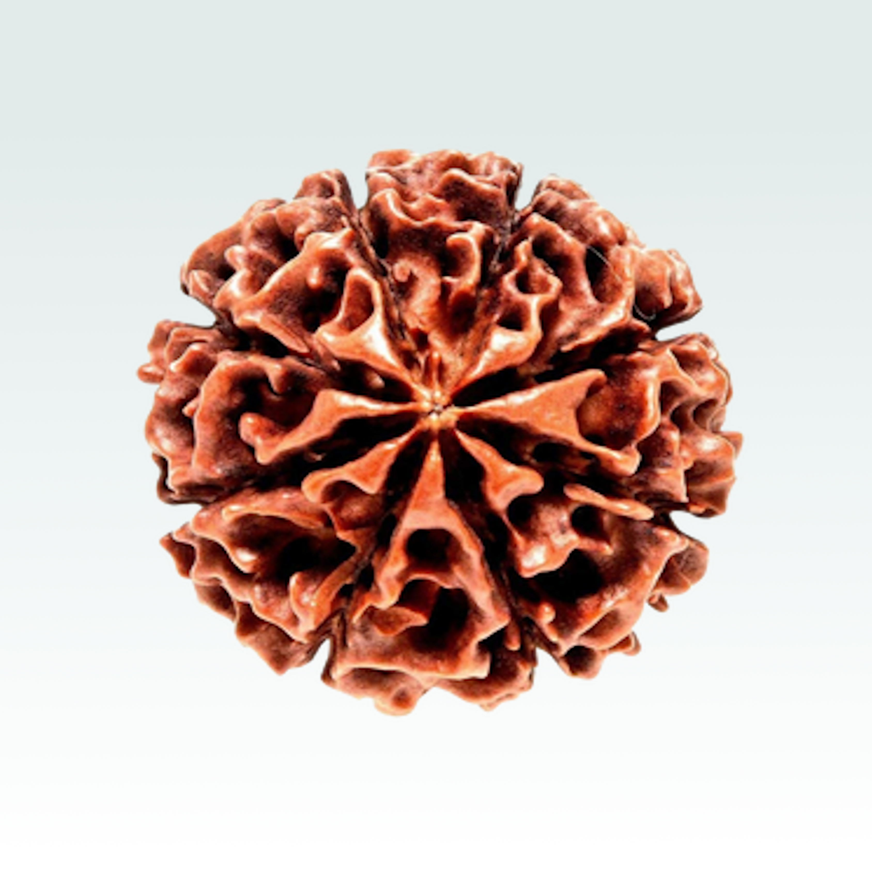 7 Mukhi Rudraksha