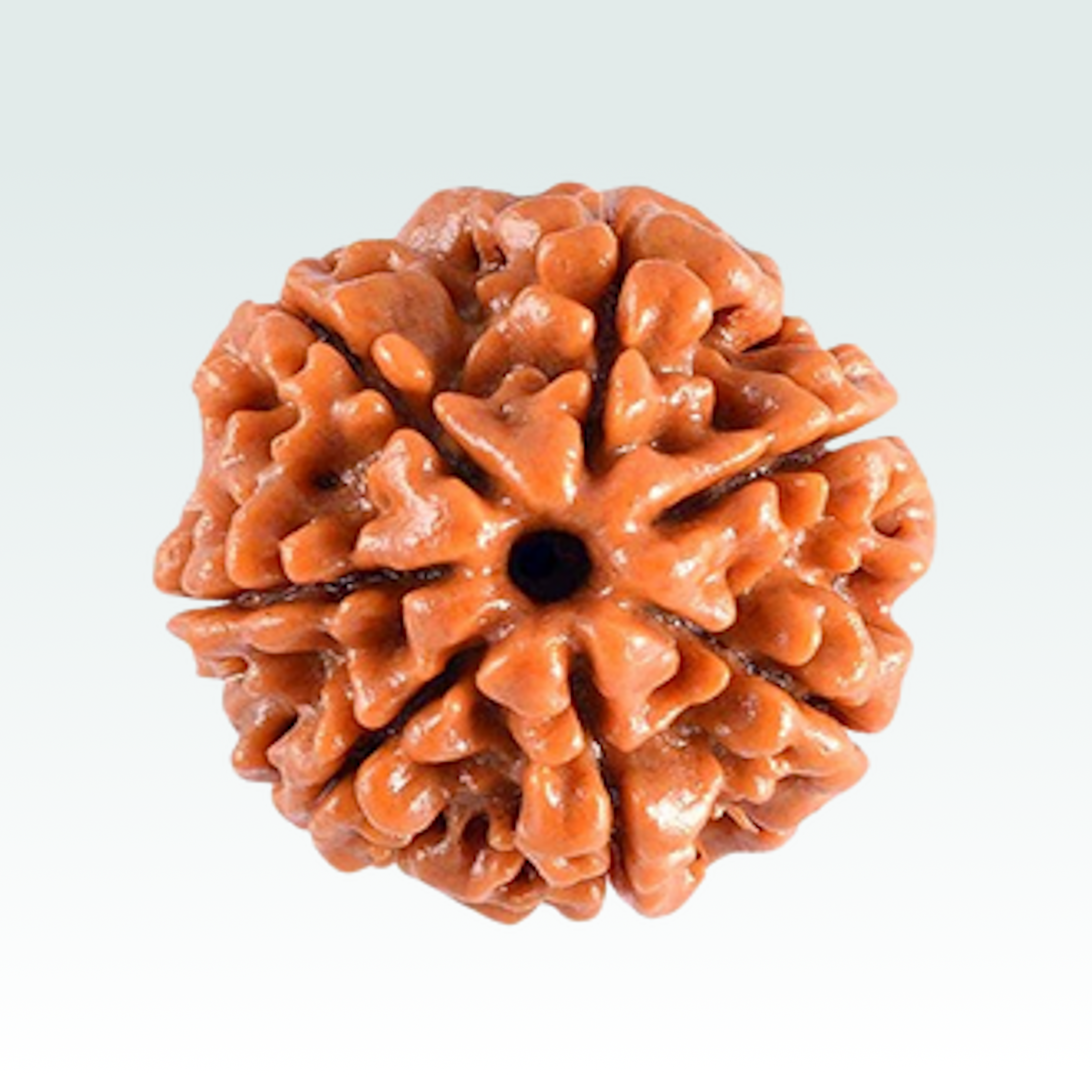 8 Mukhi Rudraksha