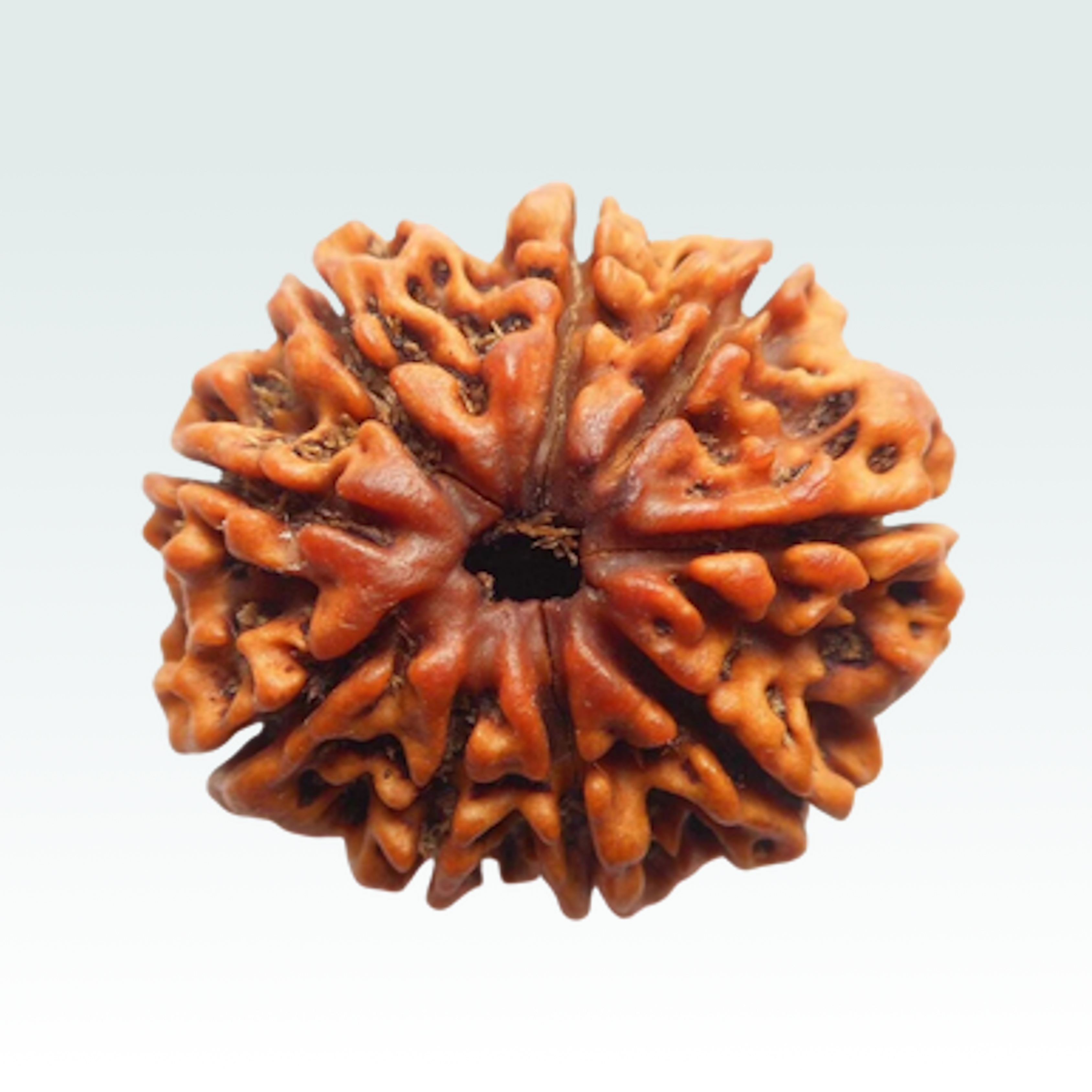9 Mukhi Rudraksha